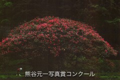 JAみなみ信州賞・石村國男　「老木の華」（福岡県宗像市）