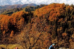 元一写真大賞・戸谷勝人　「北アルプスに2度目の雪・大根の取り入れ」（長野県小川村）