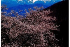 「村の春」篠田光雄 「村の春」篠田光雄