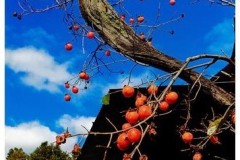 「樹齢140年」中島敬子 「樹齢140年」中島敬子