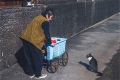 入選　「いつもの道」　橋本英幸